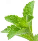 stevia-leaves