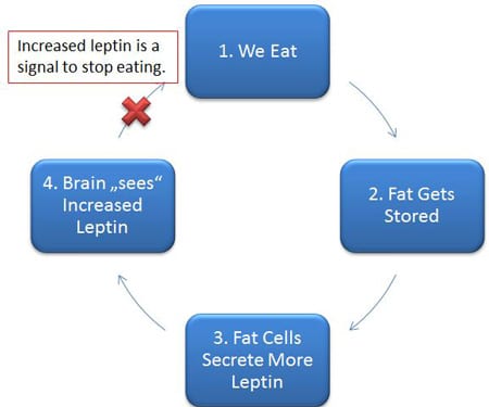 so do lam viec của leptin